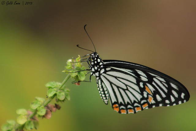 Common Mime (Papilio Clytia)