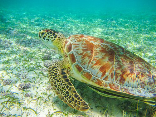 Turtle in Akumal Bay