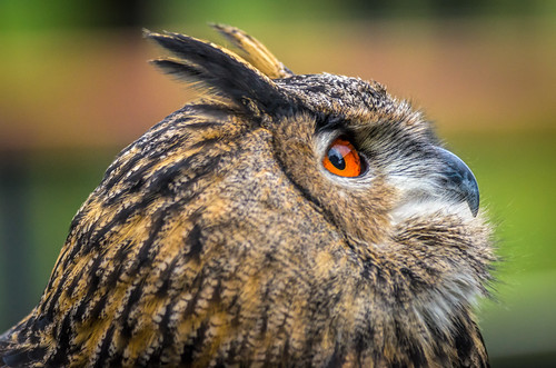bird raptor portrait orange eye owl eagleowl nature palmyra newjersey unitedstates us