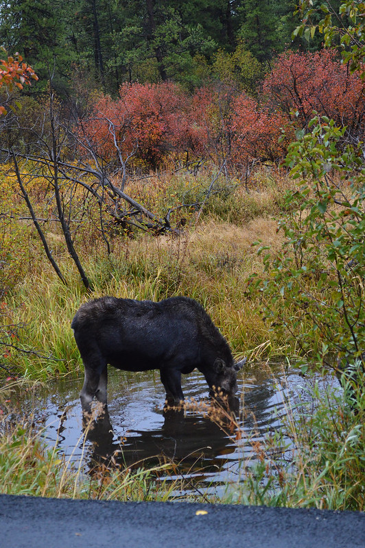 Drinking moose