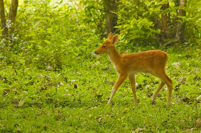 endangered Barasingha (Swamp Deer), Kaziranga NP, India