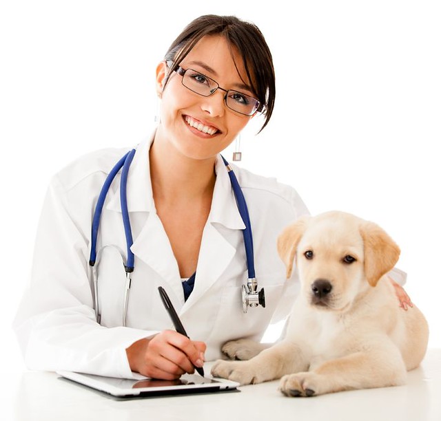 veterinary clinic,pet clinic,pet,adult, animal, app, appli… | Flickr