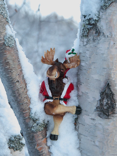 christmas winter snow cold kyla vinter sweden moose birch björk jul merrychristmas snö birches älg luleå norrbotten godjul björkar kallt nikond90 bergnäset höträsket nikkorafsdx18105mmf3556gedvr