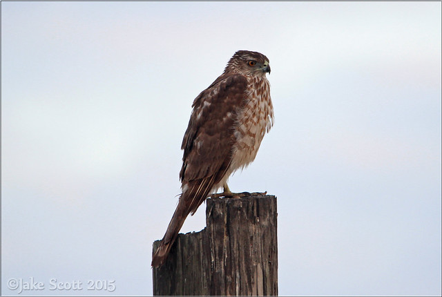 Coooper's Hawk (Accipiter cooperii)