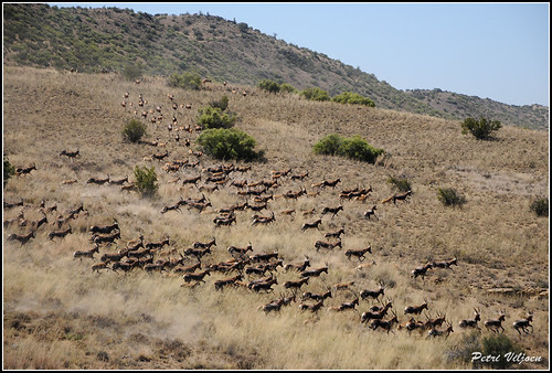 southafrica hills helicopter antelope aerialphoto herd freestate blesbuck blesbok damaliscusdorcas nikond300 laohuvalleyreserve