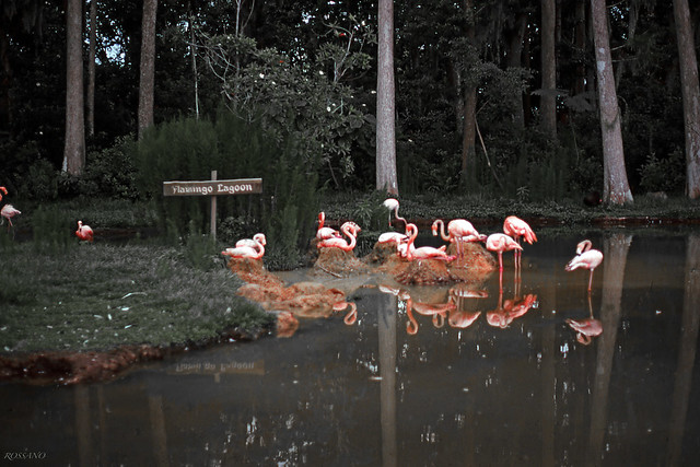 Flamingo Lagoon