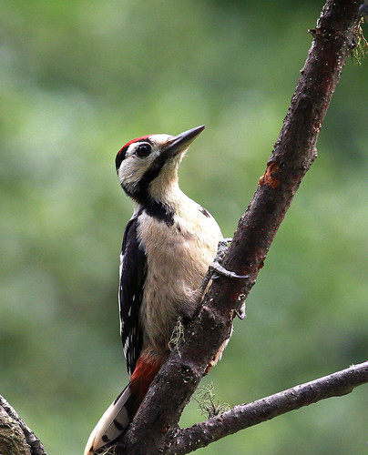 Great spotted Woodpecker | by andywilson1963