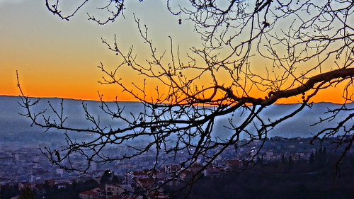 tree sunrise greece serres