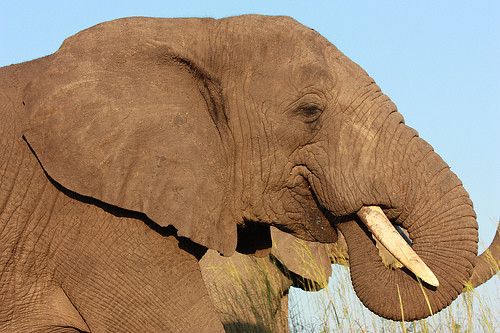 Elephant close-up Hluhluwe-iMfolozi Game Reserve