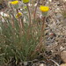 Flickr photo 'scabland fleabane, Erigeron bloomeri var. bloomeri' by: Jim Morefield.