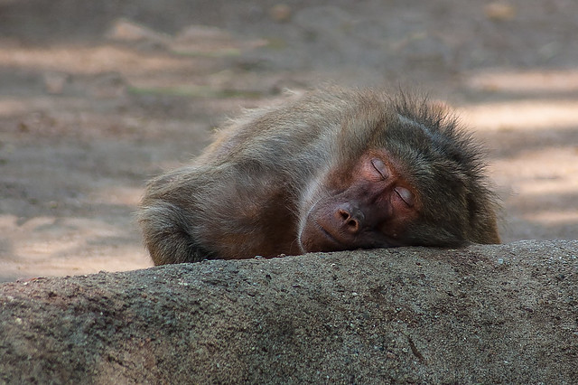 Hamburg - zoo - baboon sleeping