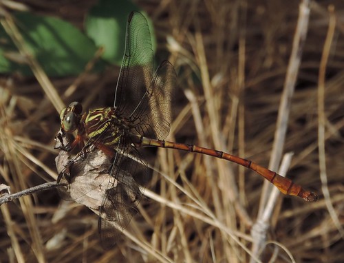 dragonfly broadstripedforceptailmale