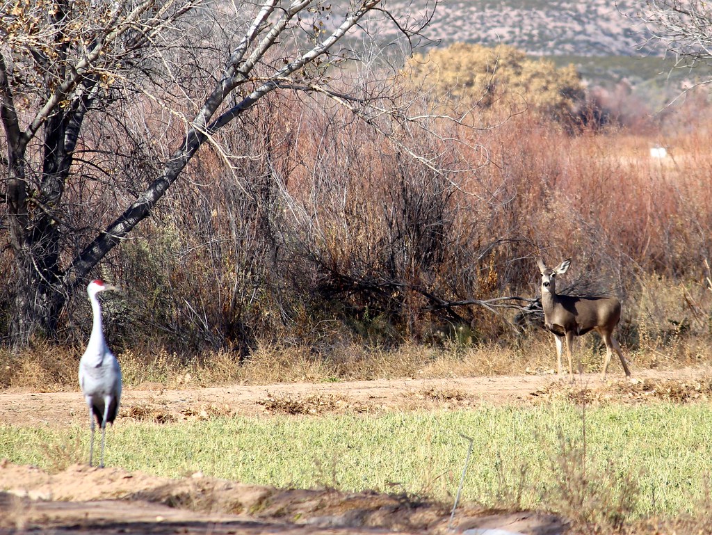 Sandhill crane and Mule Deer | hwchapman49 | Flickr