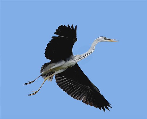 Flight of the Grey Heron | by NatureInYourBackyard