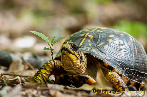 Eastern Box Turtle | by Jeremy Schumacher