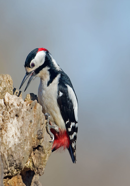 Great spotted woodpecker: Dendrocopos major