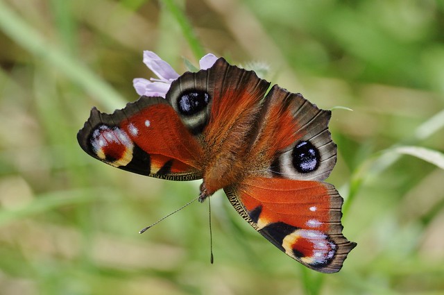 IMGP5385 Peacock, Devil's Dyke (Burwell, Cambs), July 2016