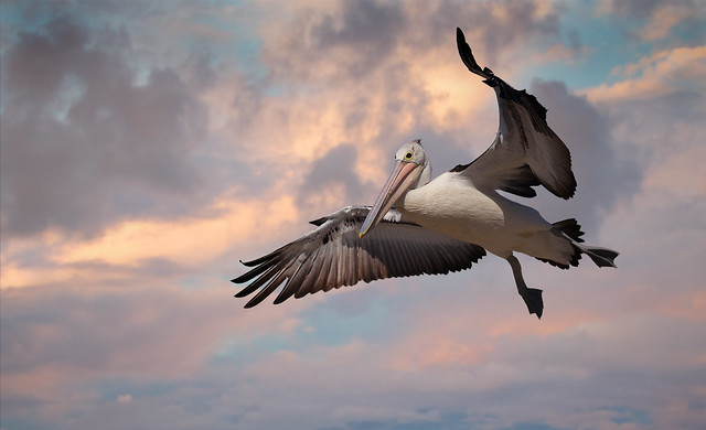 Pelican under a painted sky