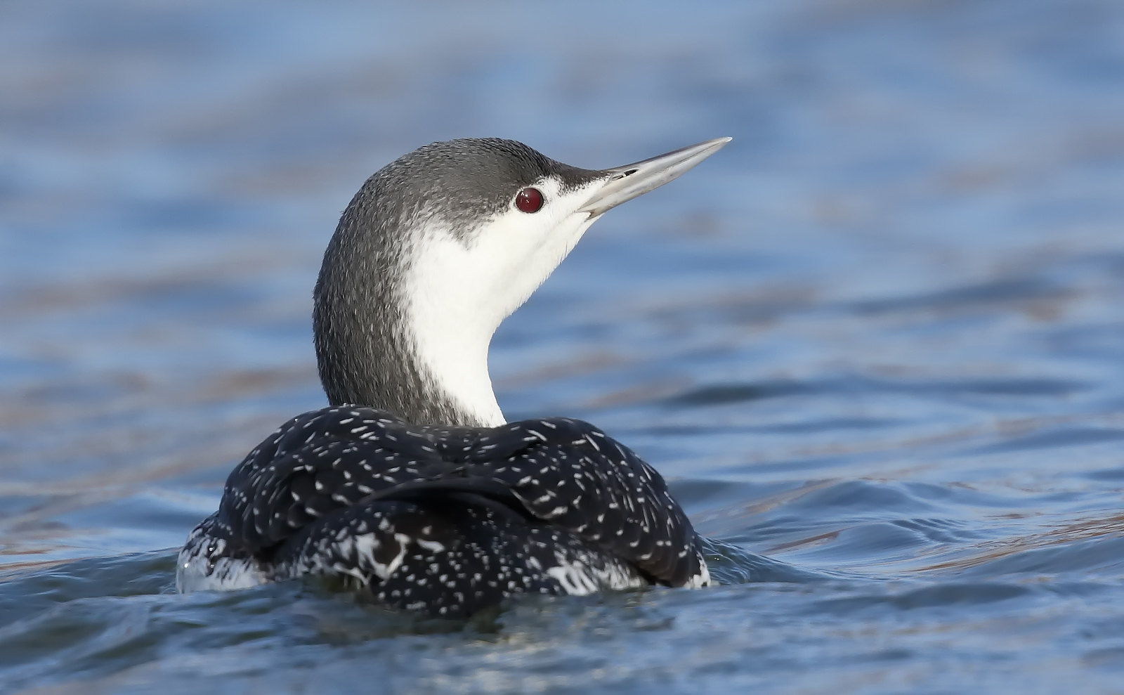 Adult Winter - Red-throated Diver