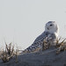Flickr photo 'Snowy Owl, Bubo scandiacus (Linnaeus, 1758)' by: Misenus1.