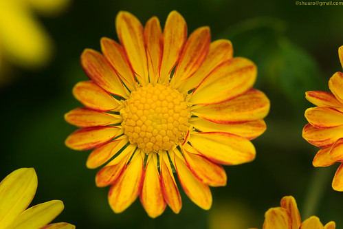flower yellow wildflower