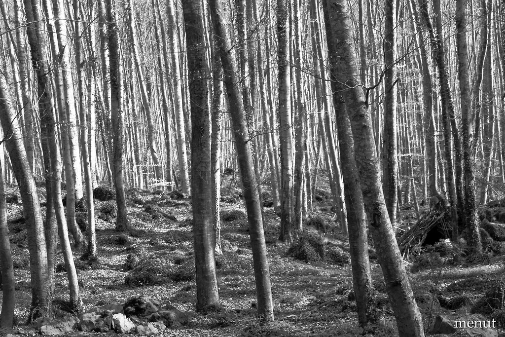 La Fageda d'en Jorda en blanc i negre - La Garrotcha - Jorda's Beech Forest in Black & White