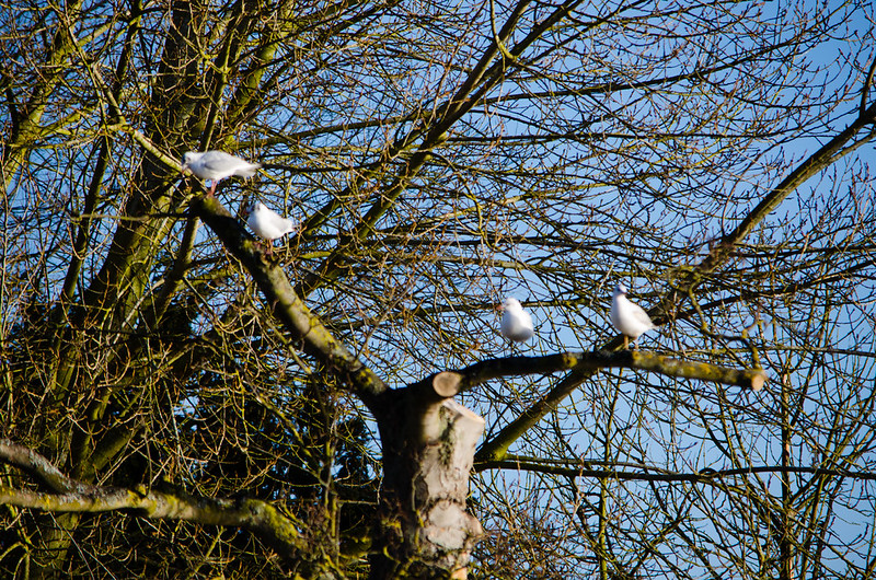 Gulls perching