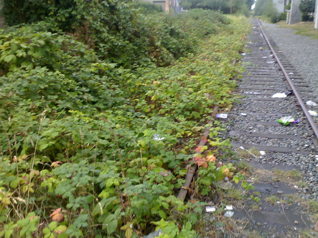 Unused Tracks Near Royal Oak Station