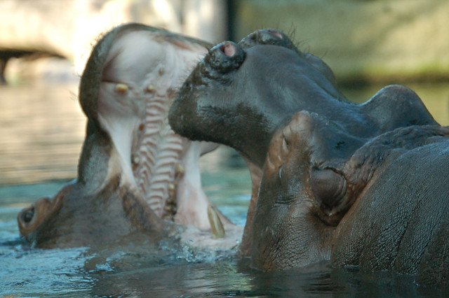 Hippo Fight!