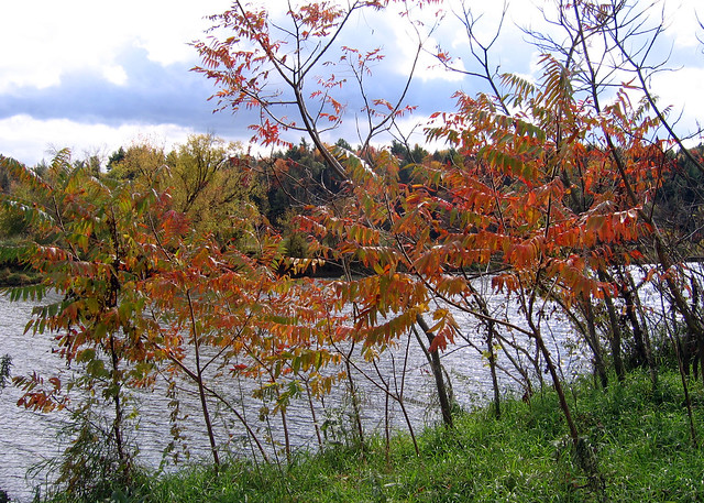 River Walk Trail - River w Foliage 3
