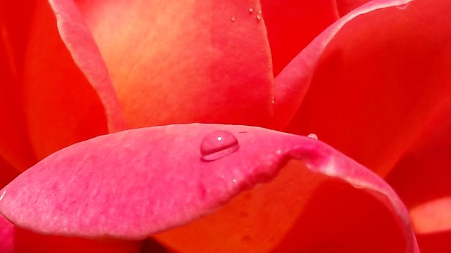 The Rose Droplet...
