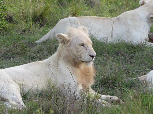 southafrica lion pumbaprivategamereserve pumbawaterlodge