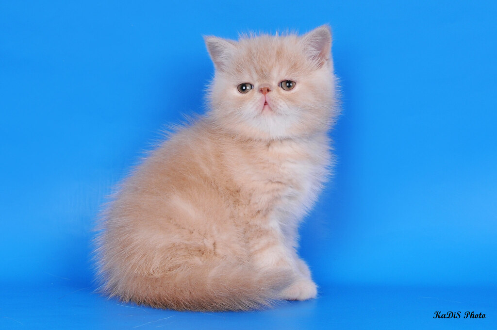 Котенок экзот | Кремовый catslog.ru/ | Artem Field | Flickr