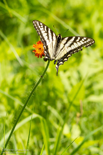 sainttitedescaps québec canada papillontigréducanada épervièreorangée canadiantigerswallowtail orangehawkweed papillon butterfly