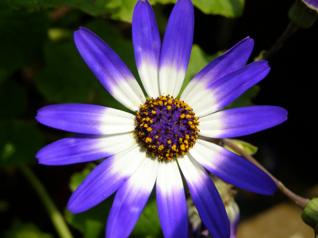 Cineraria  'Senetti Blue Bicolor' (Pericallis × hybrida)