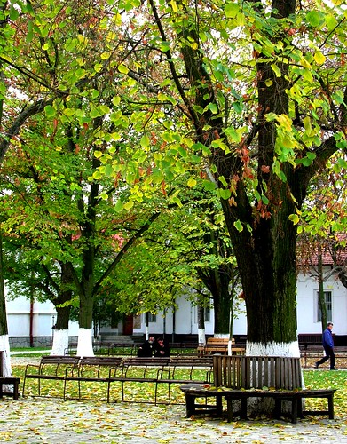 romania albero tree bodrog arad monastero nikone4100 fabriziolucchese