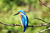 Common Kingfisher (Alcedo atthis) - পাতি মাছরাঙা