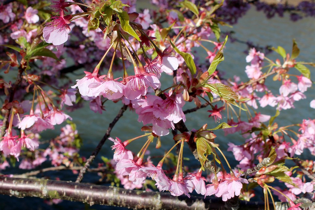 Kawazu Zakura カワヅザクラ 河津桜 04 Mar 15 Cherry Blossom V Flickr