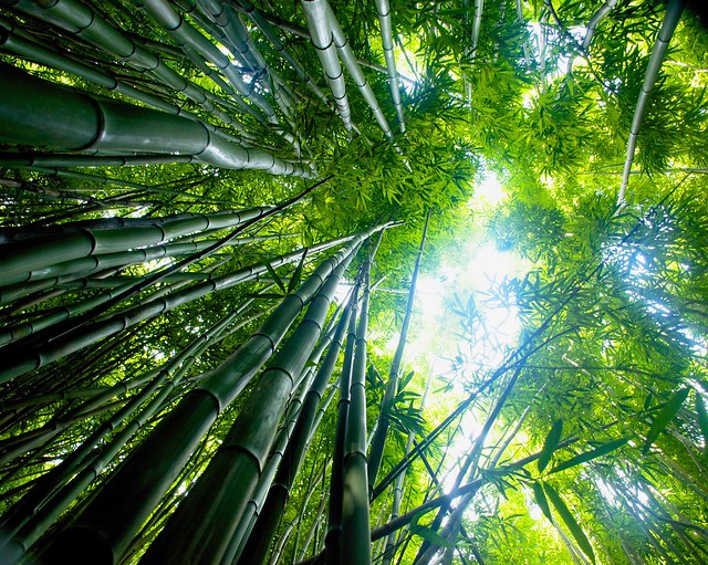 Bamboo forest hawaii.