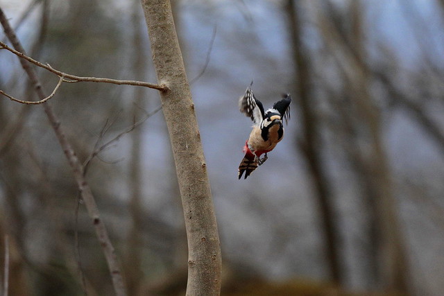 woodpecker   [ In Explore ]