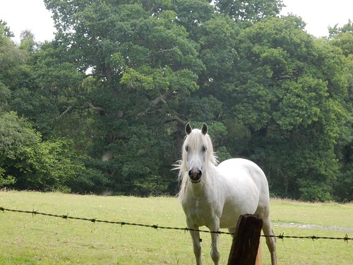 White horse Brockenhurst to Lymington