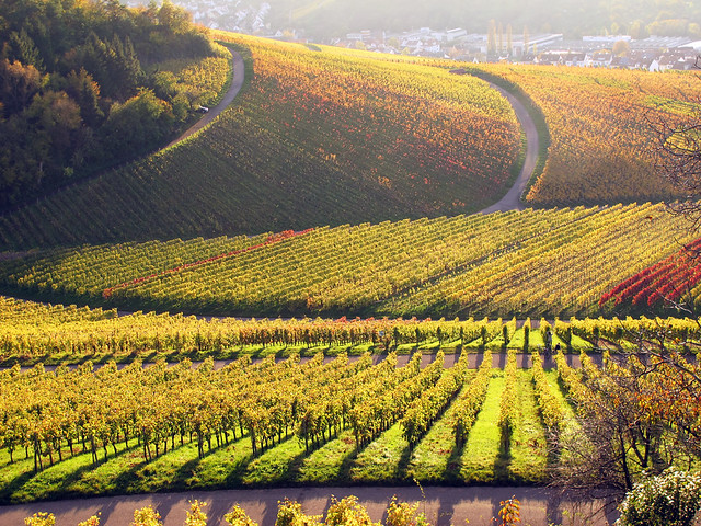 Curves in Autumn Vineyard