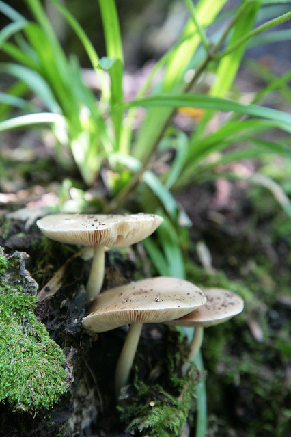 Mushroom Trio