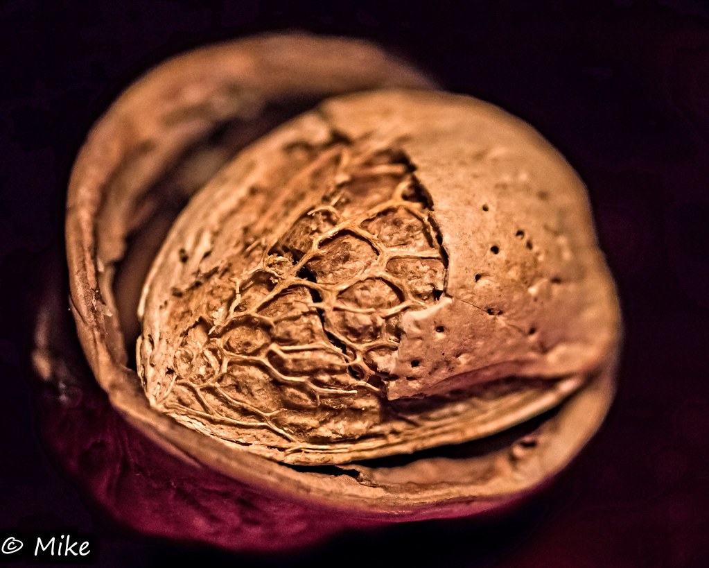 A nut within a nut 2015 1 photo every day