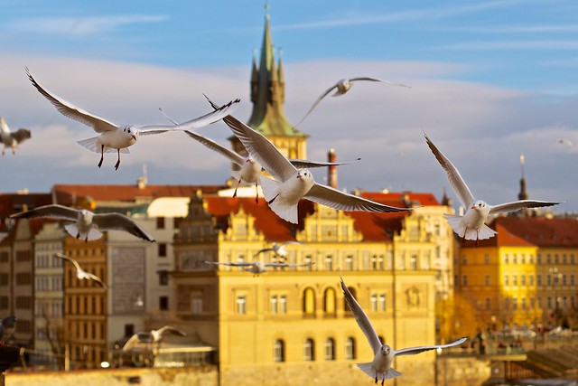 Gulls of Prague