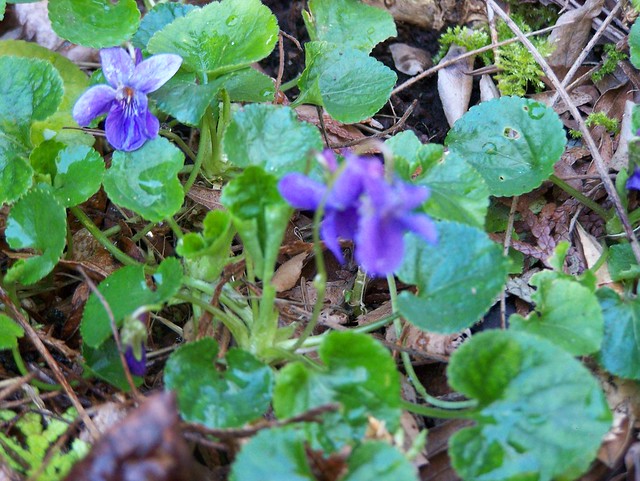 sweet violets '15