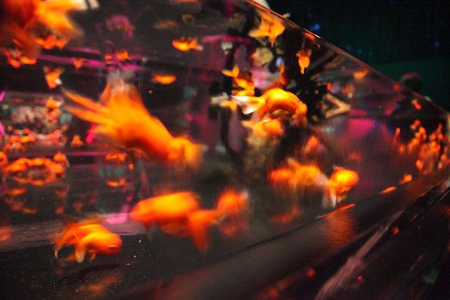 Art Aquarium Osaka
