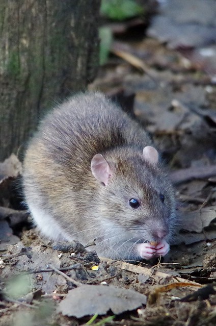 IMGP8020 Brown Rat, Rutland Water, December 2014
