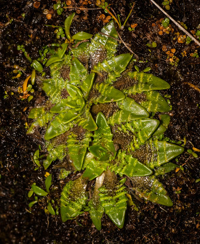 plant nook southland cosy plantago triandra