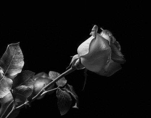 Rose is a rose... | Valentine's Intro... Website: Maria Scia… | Flickr